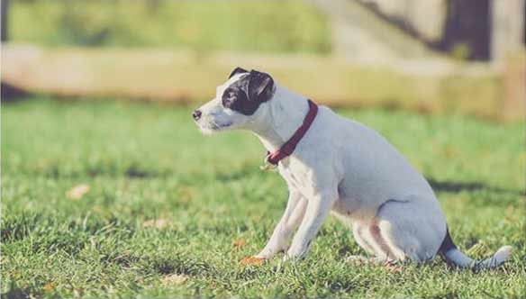 Technical Guide: Engineering Reliable Connections with Bauer Type Couplings